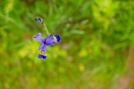 Violet and blue iris flowers closeup on green garden background. Sunny day. Lot of irises. Large cultivated flowerd of bearded irisの写真素材