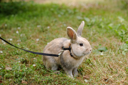 Red rabbit on green grass. Home decorative rabbit outdoors. Little bunny. Rabbit with open mouth is...