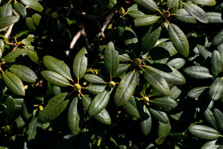 Pink Azalea in the flower garden.Rhododendron bud in a garden. Almost closed rhododendron buds. Bud waiting to bloom in the spring.Unopened rhododendron buds closeup.A bush of azalea with green leaves.の写真素材