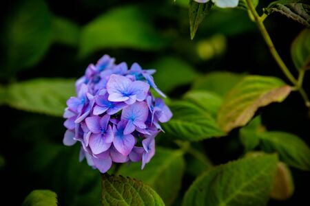 great bush of pink flower hydrangea blooming in the gardenの写真素材