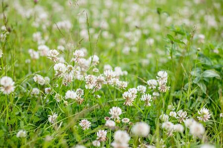Summer meadow with various herbs.Wild meadow of pink clover flower in green grass field. Natural soft sunset sunlight at spring field. Summer nature, pastel colors beautiful countryside nature. Spring nature blossomの写真素材