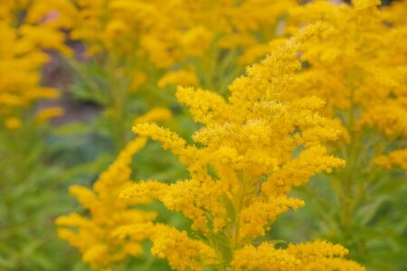Canada goldenrod, rag weed, ragweed, golden rod or solidago canadensis flowers in summer garden close up with selective focus. Trendy aspen gold flower background, invasive weed, strong allergenの写真素材