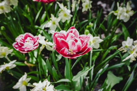 Background pink white tulips flowering field pattern. Macro of red tulip flowers meadow. Many pink...