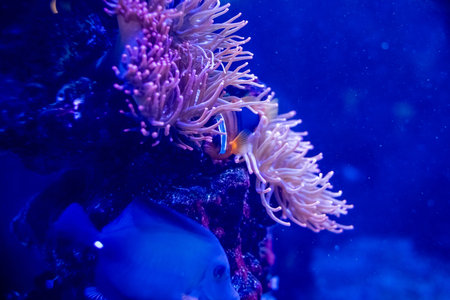 Nemo clown fish in the anemone on the colorful healthy coral reef. Anemonefish nemo couple swimming...