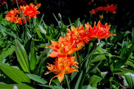 Plenty of yellow fluffy tulips growing in soil in spring sunny spring day outdoors.の写真素材