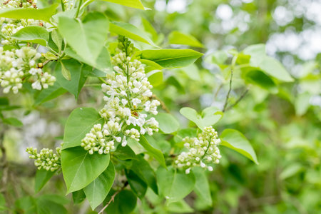 Green branch with spring lilac flowers.White lilac blossoms in spring, fresh green leaves of lilac...