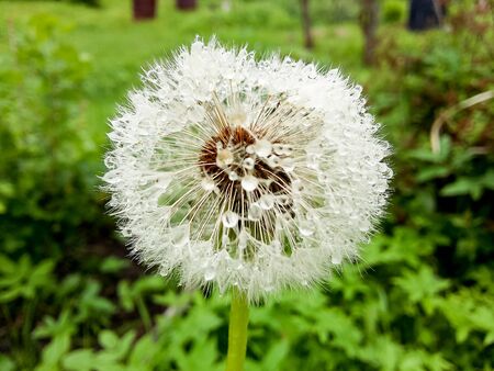 dandelion after rain.Transparent drops of water on a dandelion seed macro flower. Sparkling droplets water. Beautiful bright floral background. Amazing startling colorful image of nature.の写真素材