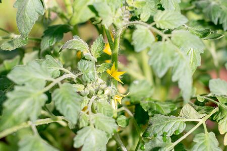 Tomato Sprouts Greenhouse, Sprouted Tomato, Potted Tomato Seedlings. Spring Seedlings.の写真素材