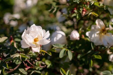 White Beautiful blooming wild rose bush ,dog rose. rosehip growing in nature.wild rose blooming in natural environment in spring. Sunny summer day.の写真素材