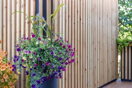 Colorful red, pink,purple petunia flowers on a city street in a pot on wooden background. Floral decor of city streets, City beds with blooming flowers in a retro planters on the streetの写真素材