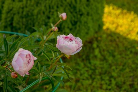 Summer flowers series, beautiful pink peony flowers in garden.の写真素材