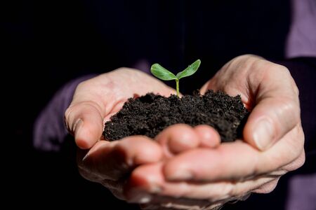 Male hands holding young plant. Ecology concept.Hands holding soil with young tree. Earth Day.Seedlings grow in soil.Planting trees to reduce global warming.new seedling sprouting from the groundの写真素材