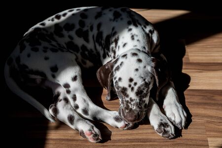 Sleeping on the floor Dalmatian puppy.Cute young portrait of white brown dog race.Lovely pet. View on dog breed dalmatian relaxing under sunlight. animal is in the age of 2 monthsの写真素材