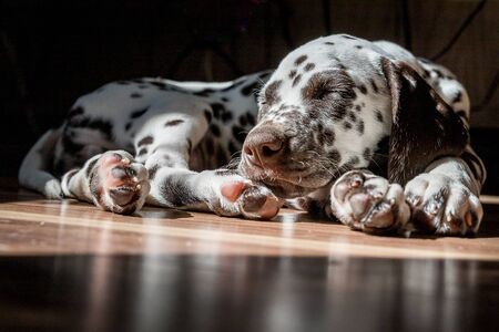 Sleeping on the floor Dalmatian puppy.Cute young portrait of white brown dog race.Lovely pet. View on dog breed dalmatian relaxing under sunlight. animal is in the age of 2 monthsの写真素材