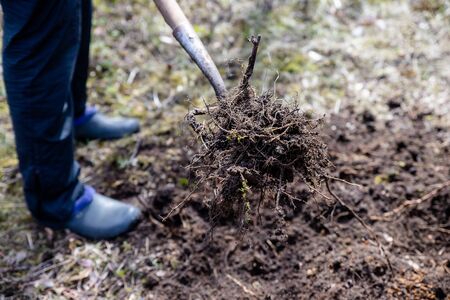 Farmer working in the garden in spring. Organic fertilization of the grass field, preparing garden for digging and planting.Agriculture, farming, organic gardeningの写真素材