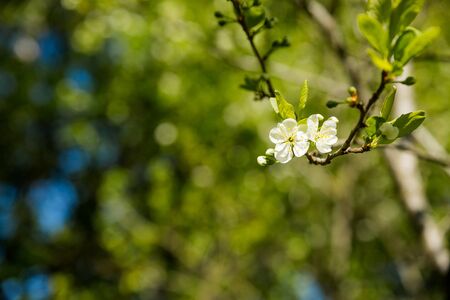 Blooming branch of plum tree.Sweet white flowers blooming plum-tree, spring garden. Blossoming fruit tree. spring sunny dayの写真素材