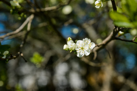 Blooming branch of plum tree.Sweet white flowers blooming plum-tree, spring garden. Blossoming fruit...