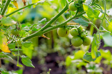 tomato in greenhouse. tomatoes on a branch.Unripe green tomatoes growing on the garden bed. Tomatoes in the greenhouse. Growing tomatoes in the country.の写真素材
