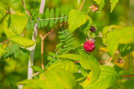 close-up of the ripe raspberry in the fruit garden.Fresh organic berries on the bush. ripe...