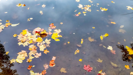 Various dead tree leaves in fall colors floating on water surface with tree trunk reflections.yellow...