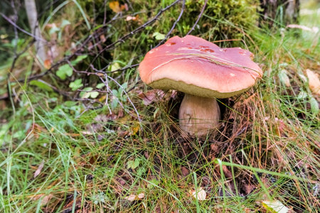 Calluna vulgaris ,known as Common Heather, ling, or simply heather and big edible mushroom.Ceps in...