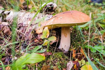 Calluna vulgaris ,known as Common Heather, ling, or simply heather and big edible mushroom.Ceps in...