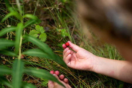 Ripe wild strawberry in green forest close-up.red wild strawberry on bush in forest.sunny meadow in the forest.の写真素材