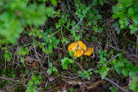 silent hunt in the forest for mushrooms. chanterelle mushroom green Orange moss.chanterelle mushrooms in forest. Top viewの写真素材