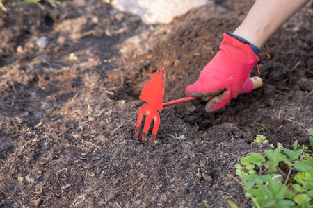 Hand Of Women Gardener With Tool Hoeing ground In Garden. Garden soil care concept. Farmer hand in...