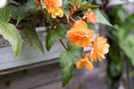orange bright flowers of tuberous begonias , blooming in garden.Apricot begonia plant.Blooming begonia grows in flower pot in garden. Plant with large double flowers of beautiful orange hueの写真素材