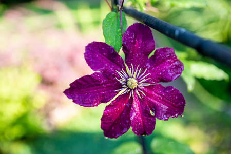 climbing purple climatis growing in garden. climatis flower on blurred background in the sunlight on a summer day. Flower nature conceptの写真素材
