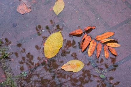 yellow fallen leaves lie on the surface of the puddle in autumn.floating autumn leaf. Fall season leaves in rain puddle. Sunny autumn day foliage. October weather, november nature background.の写真素材