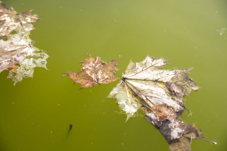 Dried leaves floating on the surface of green water in pond.brown old leaves are floating on smooth...