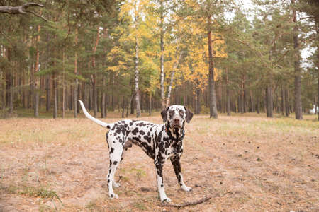 dog breed Dalmatian on a walk beautiful portrait.Portrait of dalmatian in a collar for a walk in a forest.Sweet cute dog puppy walking outdoor. Cute dog has fun in forest, playing on lawn. Copy spaceの写真素材