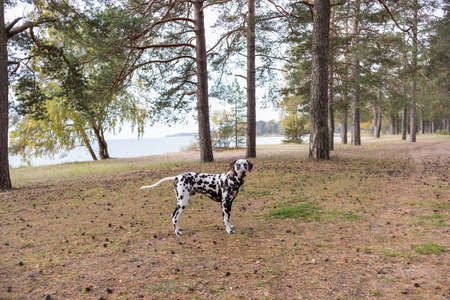 dog breed Dalmatian on a walk beautiful portrait.Portrait of dalmatian in a collar for a walk in a forest.Sweet cute dog puppy walking outdoor. Cute dog has fun in forest, playing on lawn. Copy spaceの写真素材