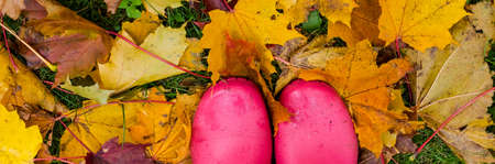 pink wellingtons among leaves.rubber boots of a child in a lawn after a rain on a stormy autumn day.seasonal concept. rubber boots on yellow fallen maple leaves. carpet of yellow leaves.Web bannerの写真素材