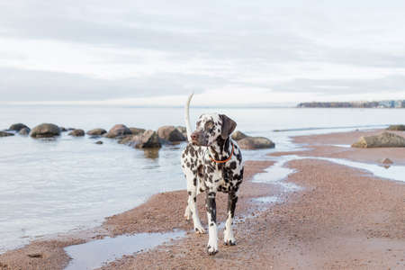 A beautiful dalmatian puppy on the beach.の写真素材