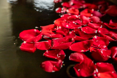 Rose petals in the jacuzzi.Fresh rose petals in a pot on white background, Preparing for rose petal...