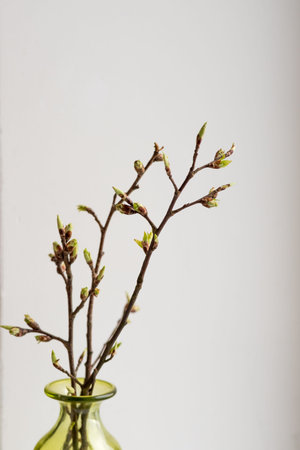 Hello spring or happy easter concept: New tree leaves branch budding in the spring vase.Growing...