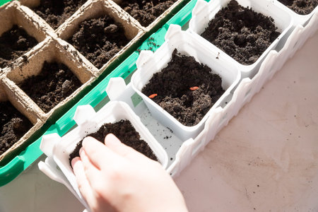 Seeds of plants and flowers in a plastic box container for seedlings with childs hand. Seeds...