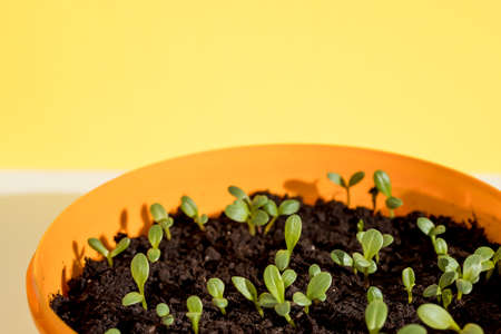Bell pepper seedling sprouts in the wooden container ready for plant. Young green plants sprouts in the balcony vegetable gardenの写真素材