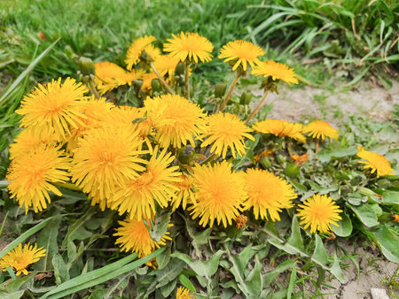 Spring field with dandelions on bright sunny day.Many wild flowers yellow dandelions on meadow.