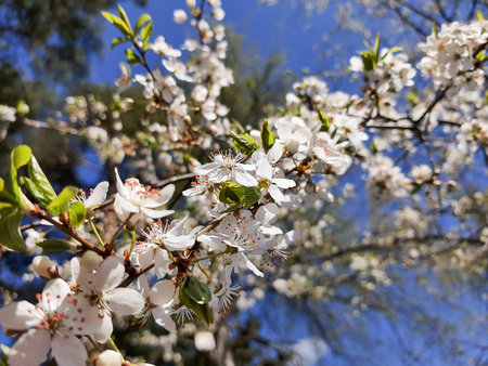 Beautiful spring crab apple tree blossoms against a blurred peaceful blue background.
