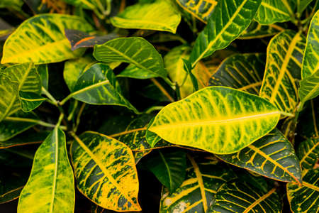 Ornamental plant leaves as natural background.Colorful leaves of Croton plants.Home plant Croton in a pot. Codiaeum variegatum.striped leaves.の写真素材