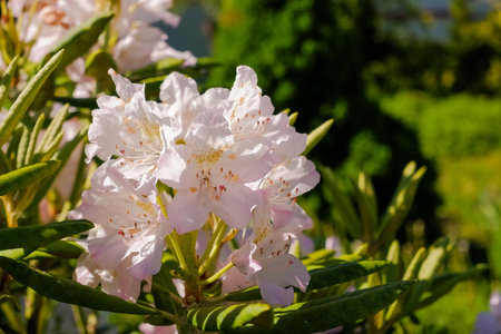 Bush of delicate pink flowers of azalea or Rhododendron plant in a sunny spring Japanese...