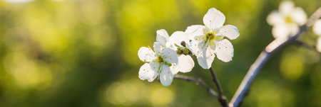 Blooming apple tree branches in spring garden. Close up for white apple flower buds on a branch....