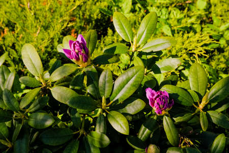 The beginning of flowering buds on the bushes of Rhododendron in warm spring days.Spring flowering. Close-up on the petals of a pink-purple rhododendron flower.の写真素材