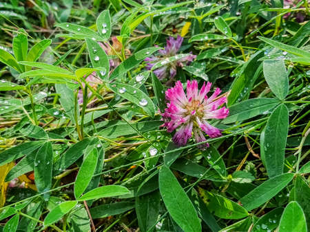 Pink clover flowers of in a dewy meadow, close up, natural blurred background, copy spaceの写真素材