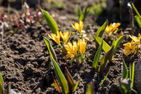 Yellow spring crocuses in the early morning outdoor. flowers with dew in damp grass with light bokeh. Spring background.crocus bloomed in early spring.の写真素材