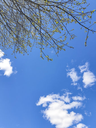 Blossoming trees against a blue spring sky and white clouds. View from below.Spring background....